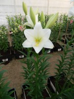 [4113 Global Leader Mak No01.JPG]